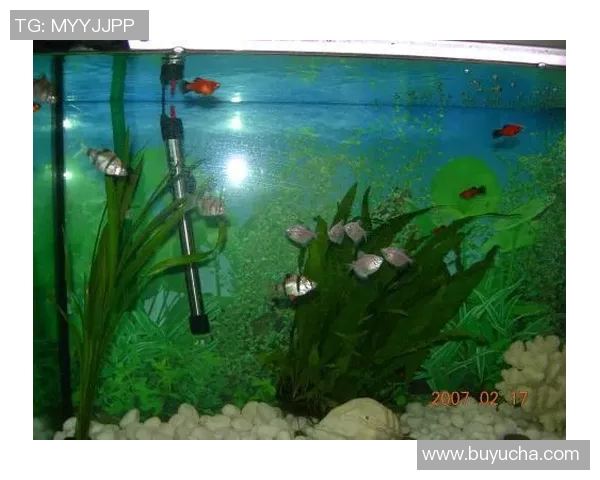 在鱼缸中踢足球的奇妙体验与鱼类的反应探秘